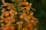 Yellow fringed orchid